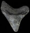 Juvenile Megalodon Tooth #62044-1